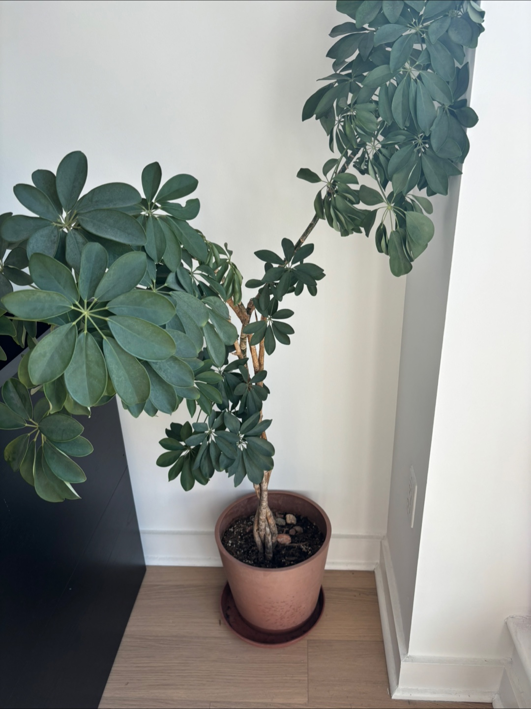 Free plants for good home - photo 3