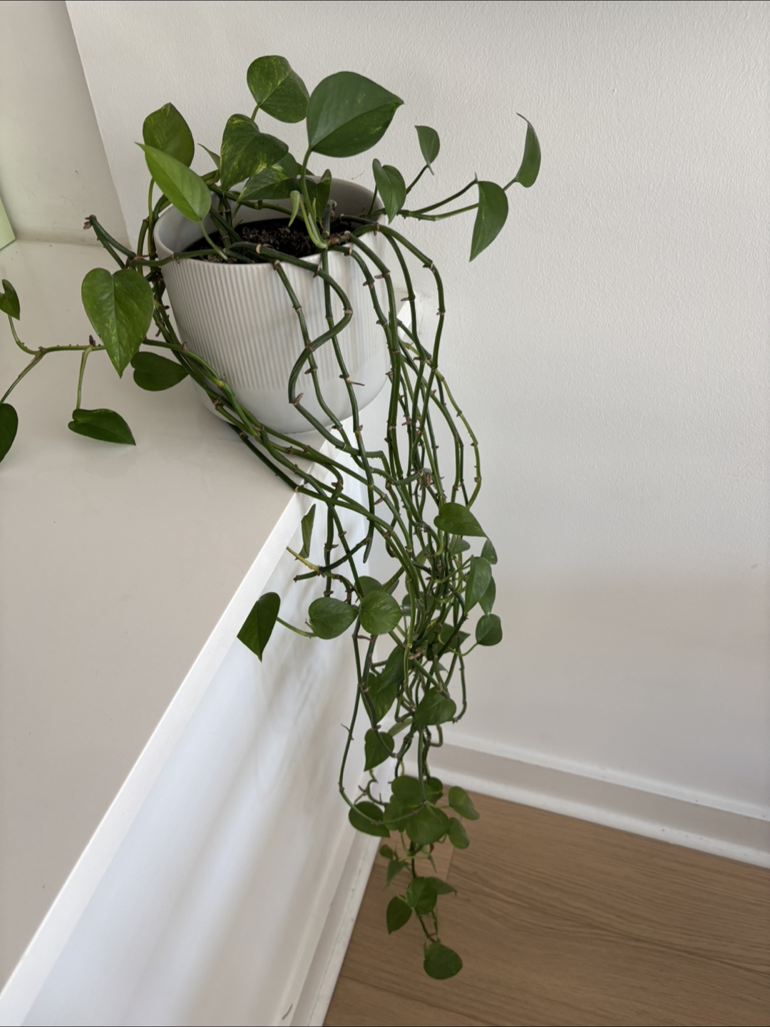 Free plants for good home - photo 2