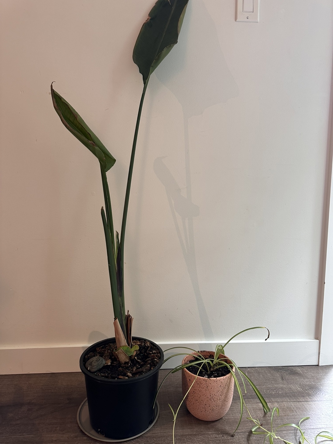 Bird of Paradise & Spider Plant ( needed to recover 🥲) - photo 2