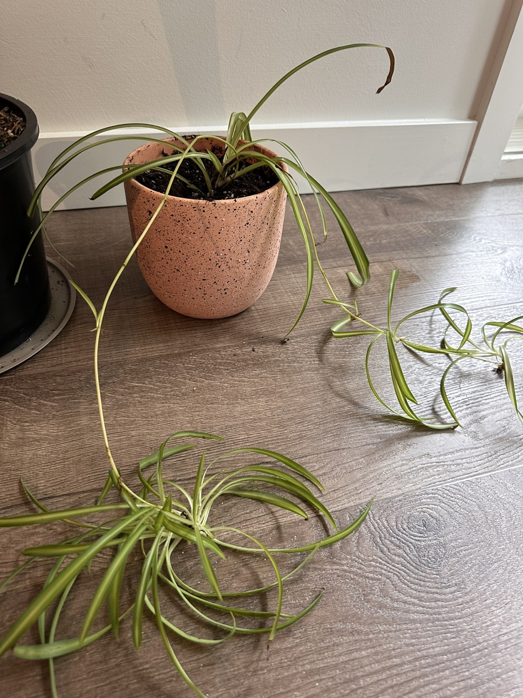 Bird of Paradise & Spider Plant ( needed to recover 🥲)
