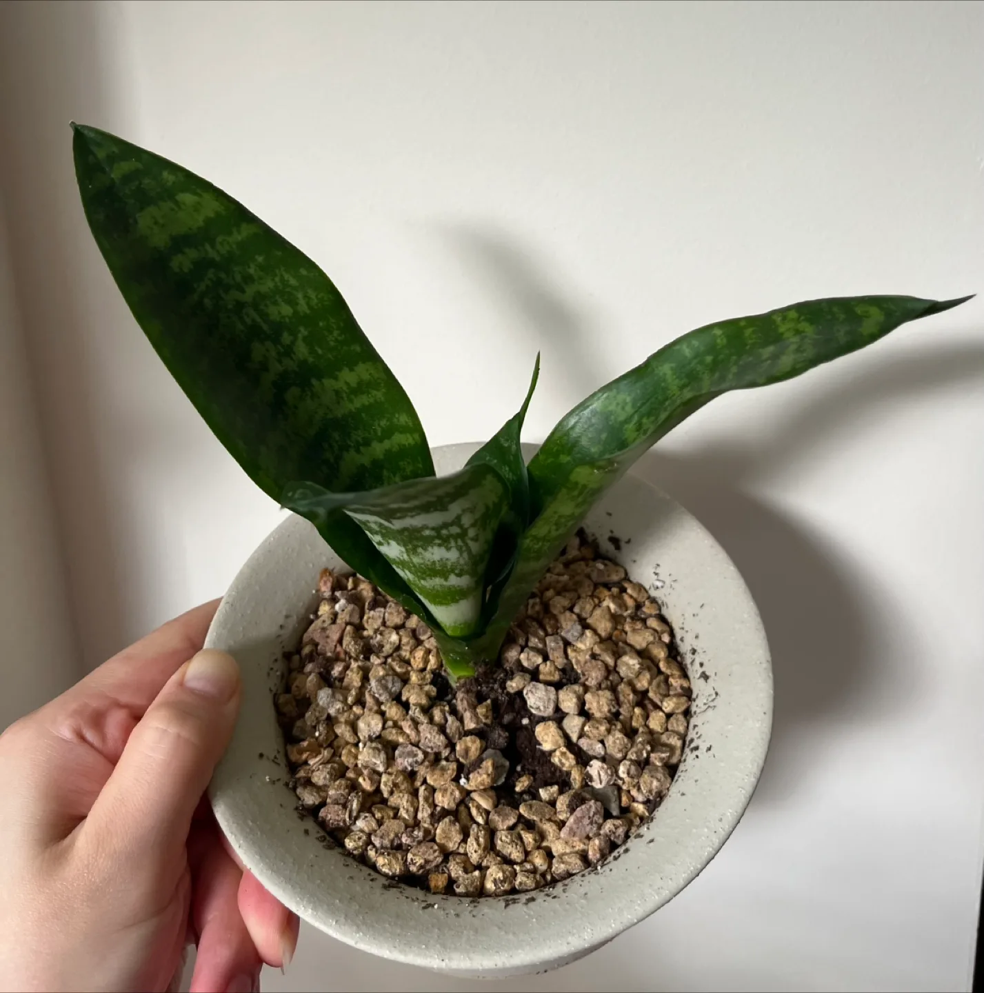 Snake Plant in a stylish white pot image indicator(2)