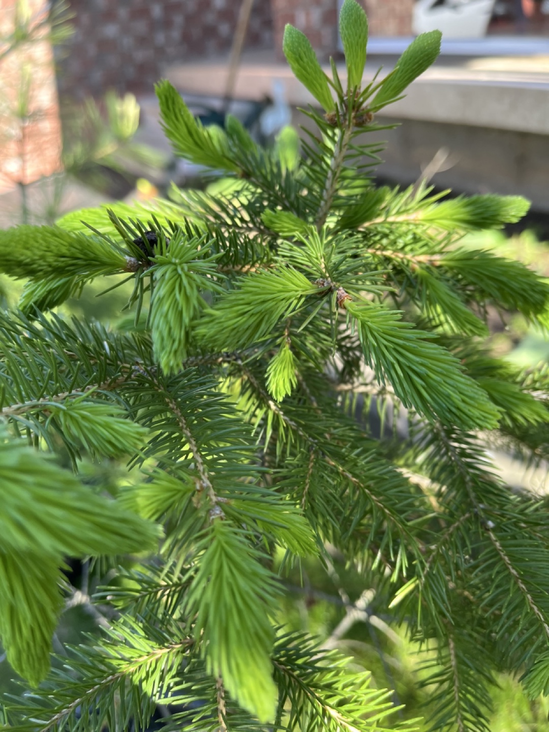 Small Spruce Tree - photo 2