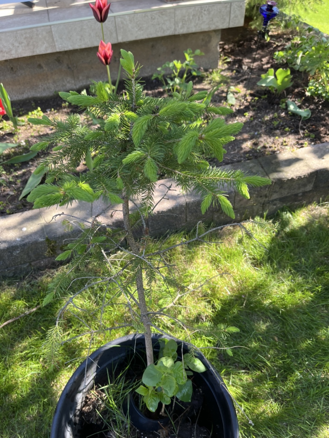 Small Spruce Tree - photo 3