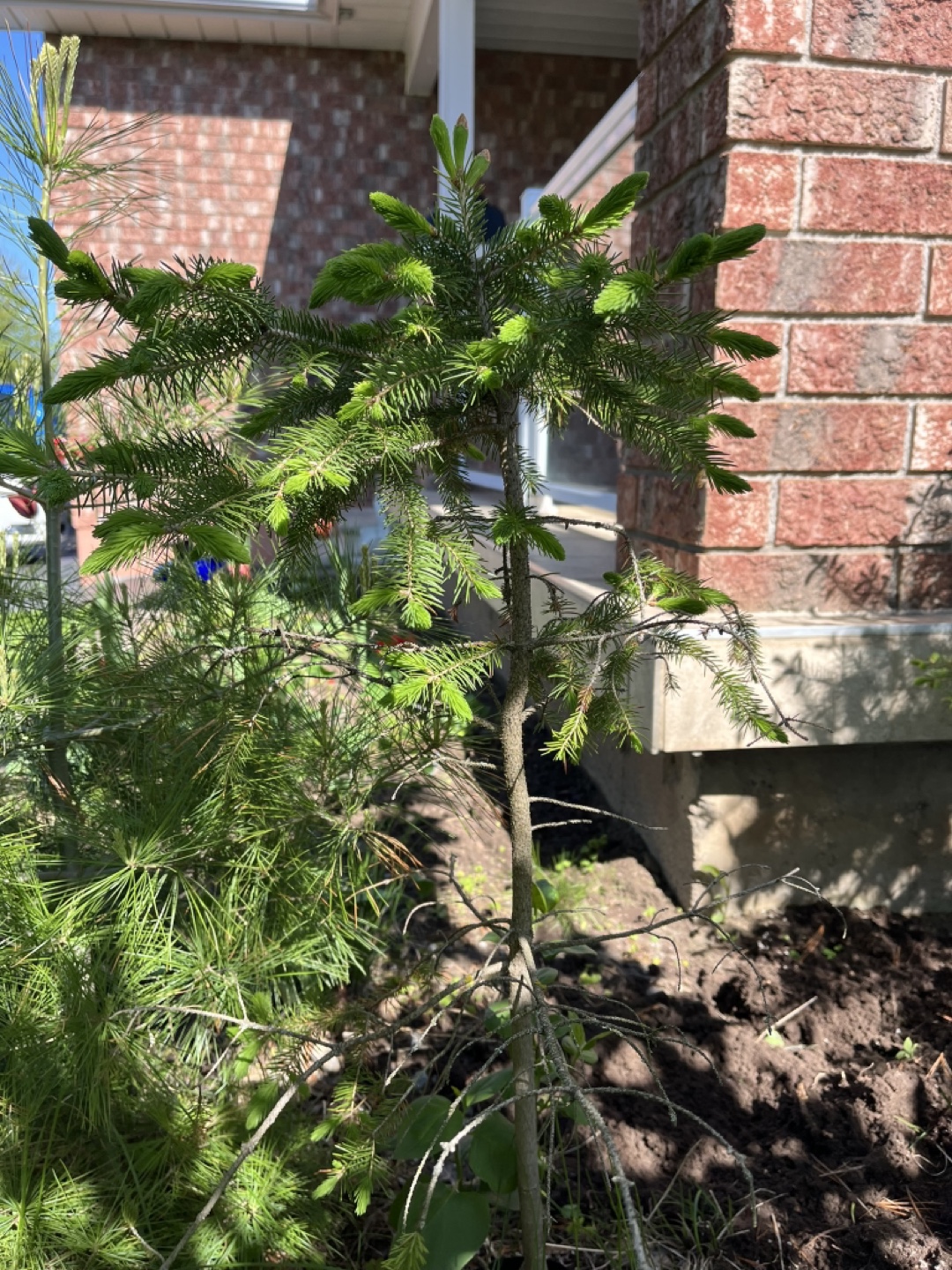 Small Spruce Tree