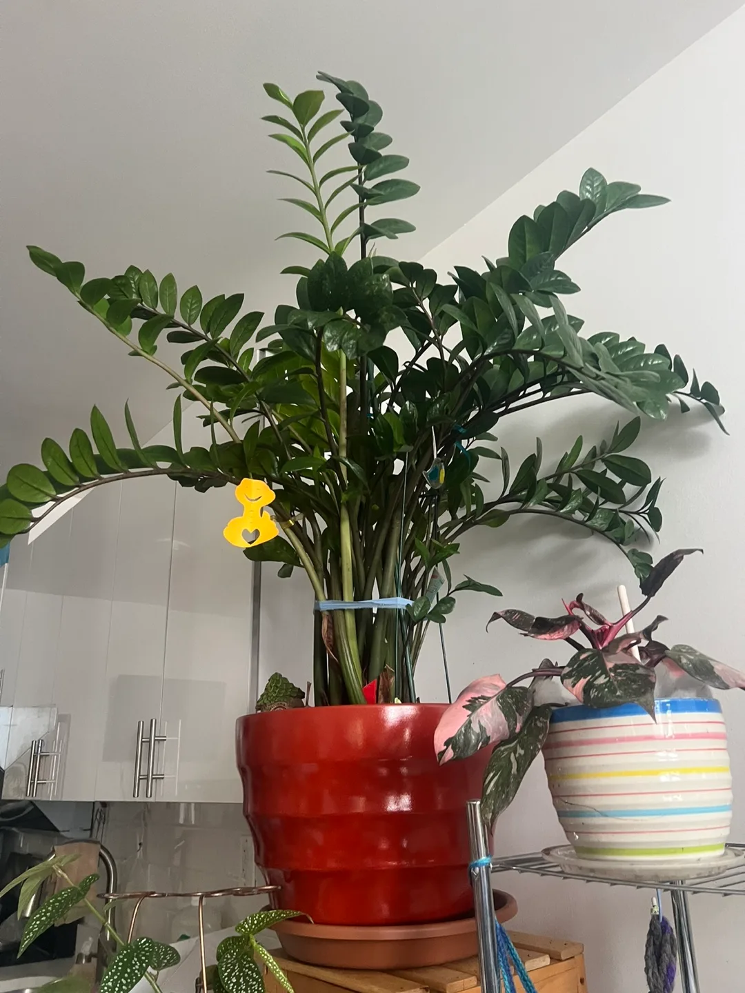 Super huge and healthy ZZ Plant in Red Pot thumbnail
