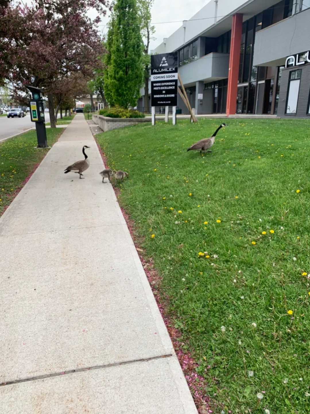 Renpho Shiatsu Back Massager with Heat image indicator(6)
