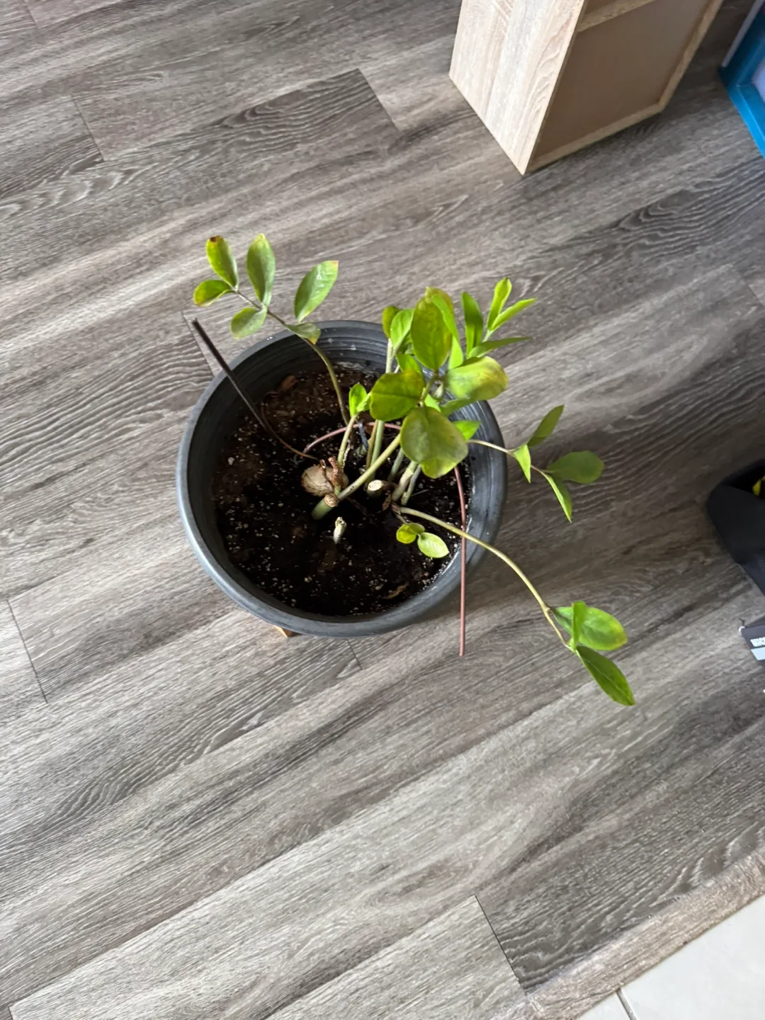 Zamioculcas zamiifolia ZZ Plant in Pot thumbnail