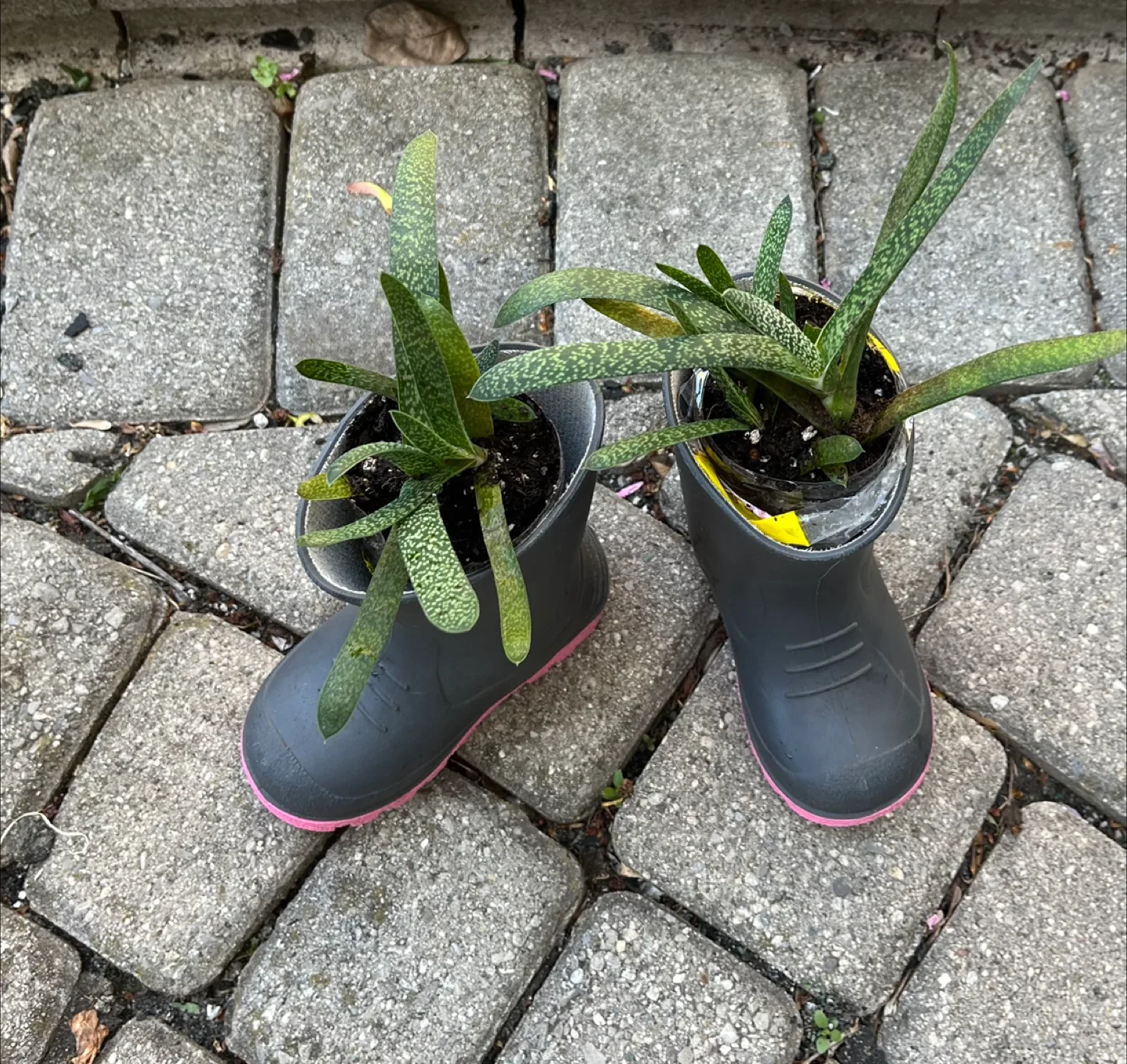 Cute Planters - Mini Rubber Boots with Succulents image indicator(2)