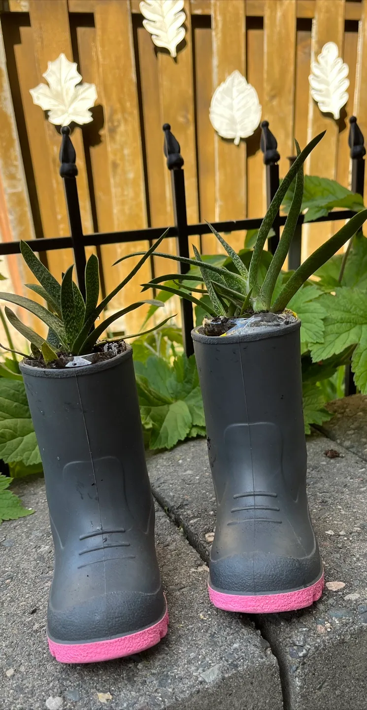 Cute Planters - Mini Rubber Boots with Succulents image indicator(3)