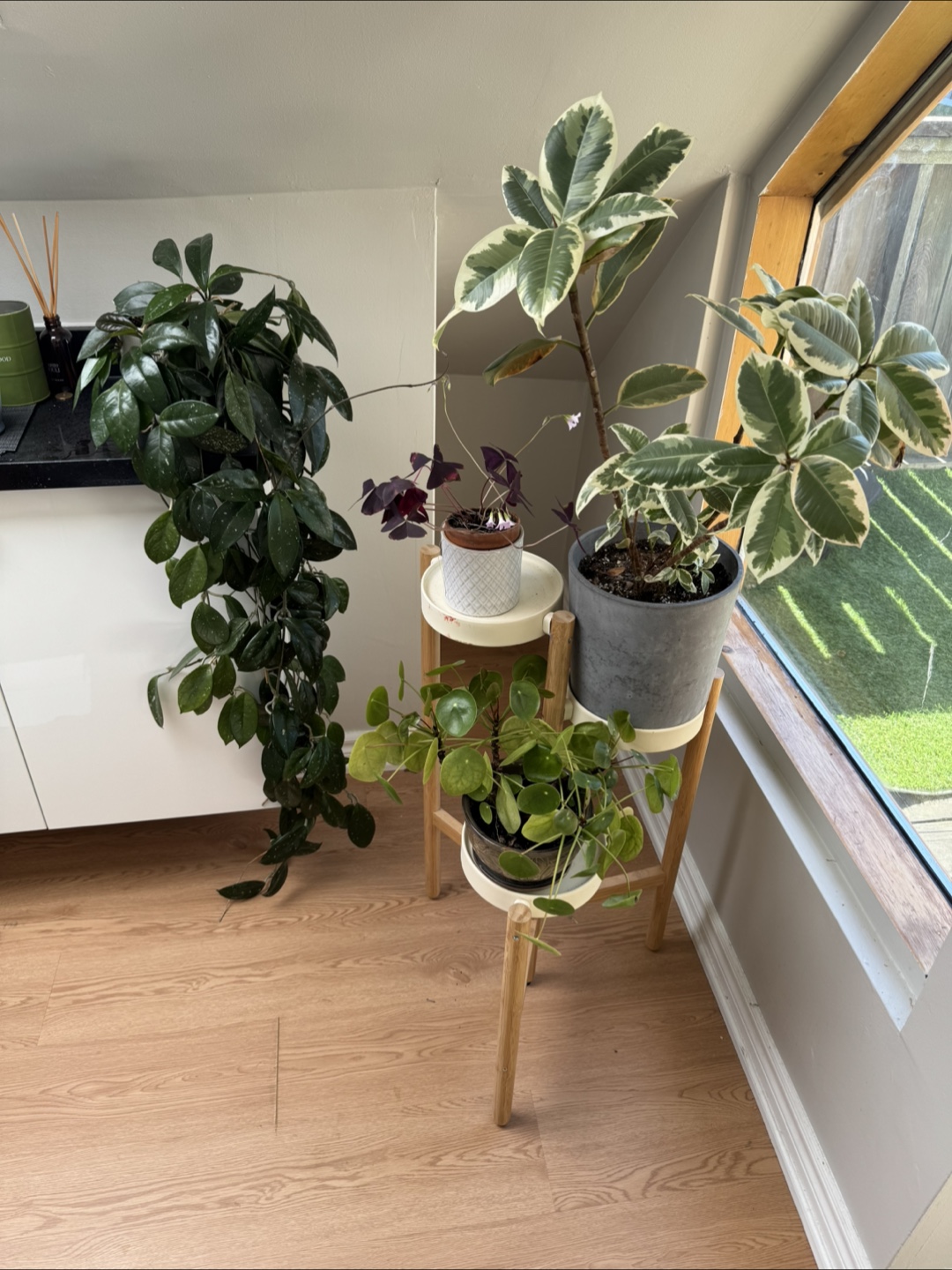Indoor plant bundle with plant stand