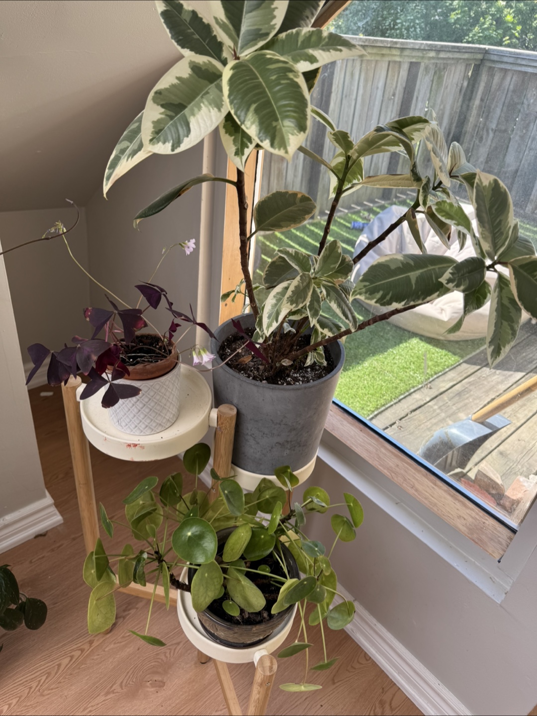 Indoor plant bundle with plant stand - photo 2