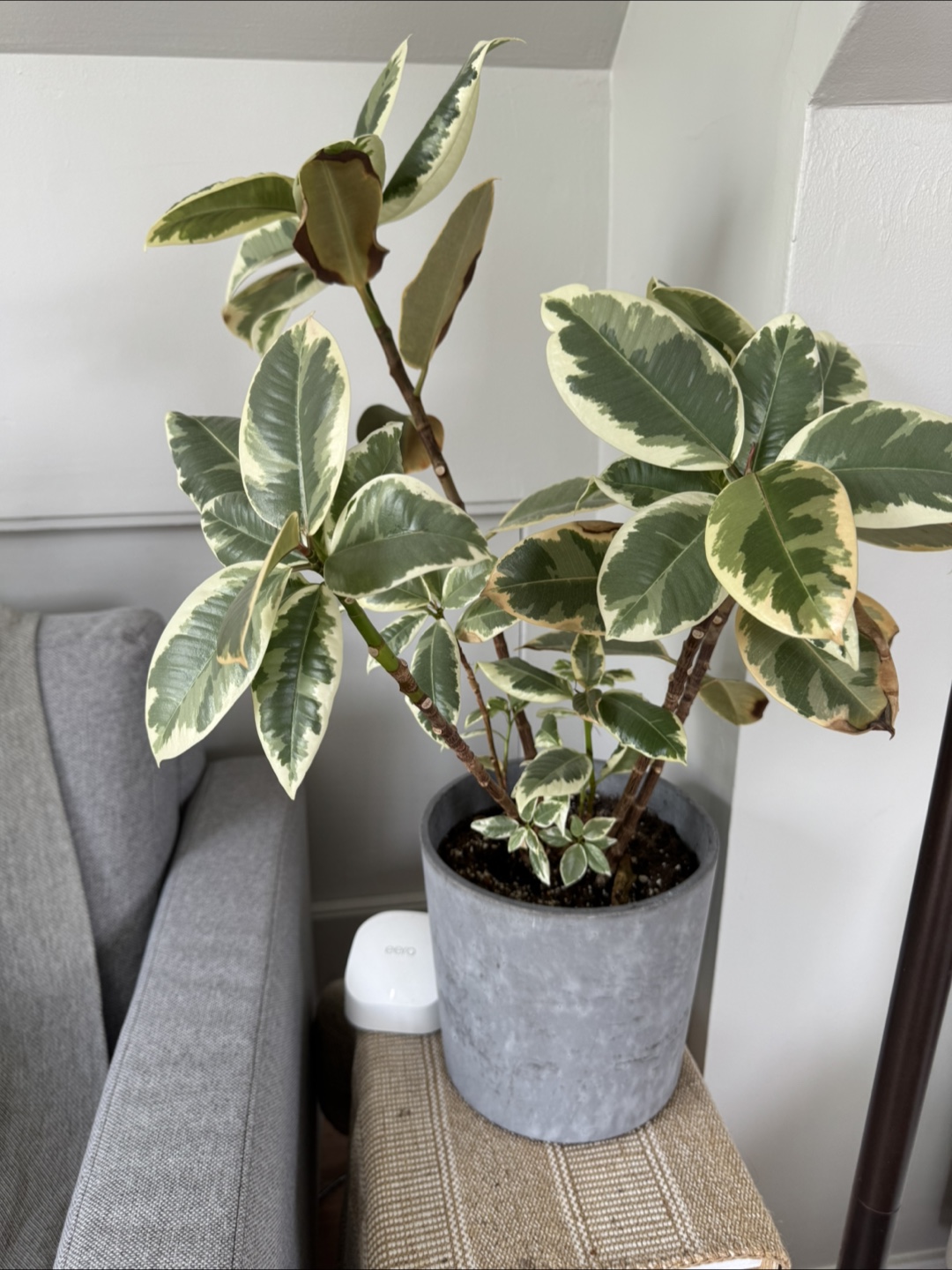 Indoor plant bundle with plant stand - photo 3