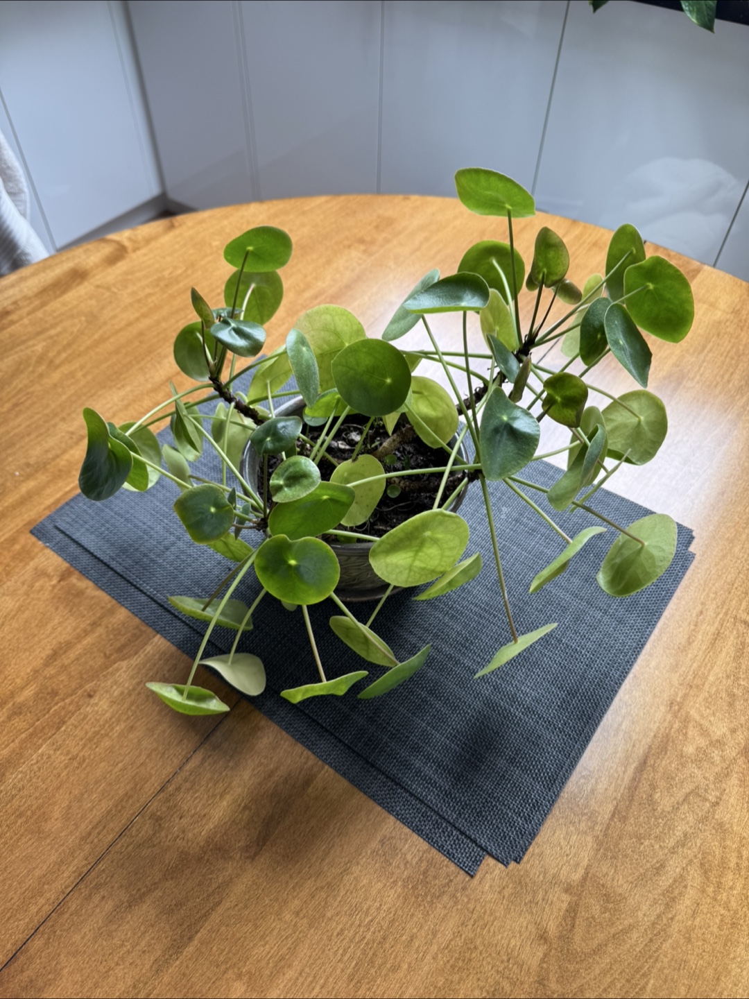 Indoor plant bundle with plant stand - photo 5