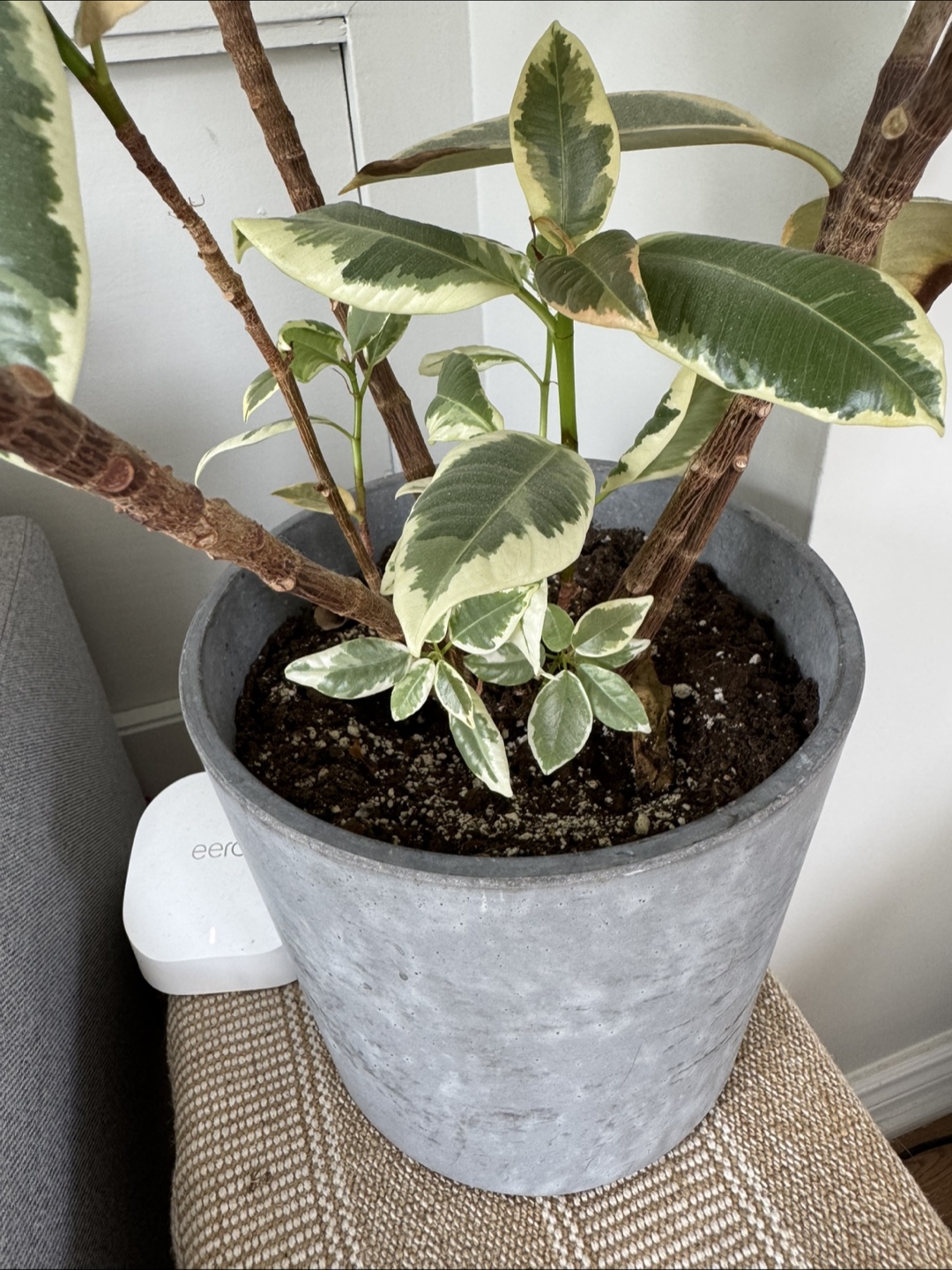 Indoor plant bundle with plant stand - photo 4