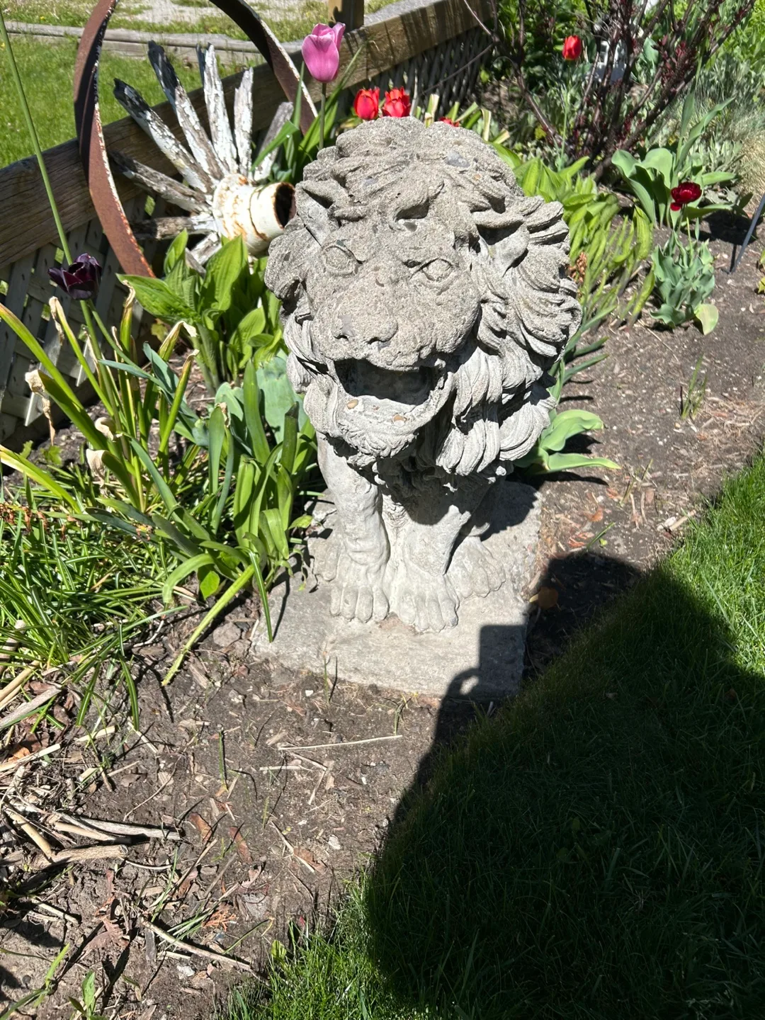 Vintage 1970’s Concrete garden lion #freecycle thumbnail