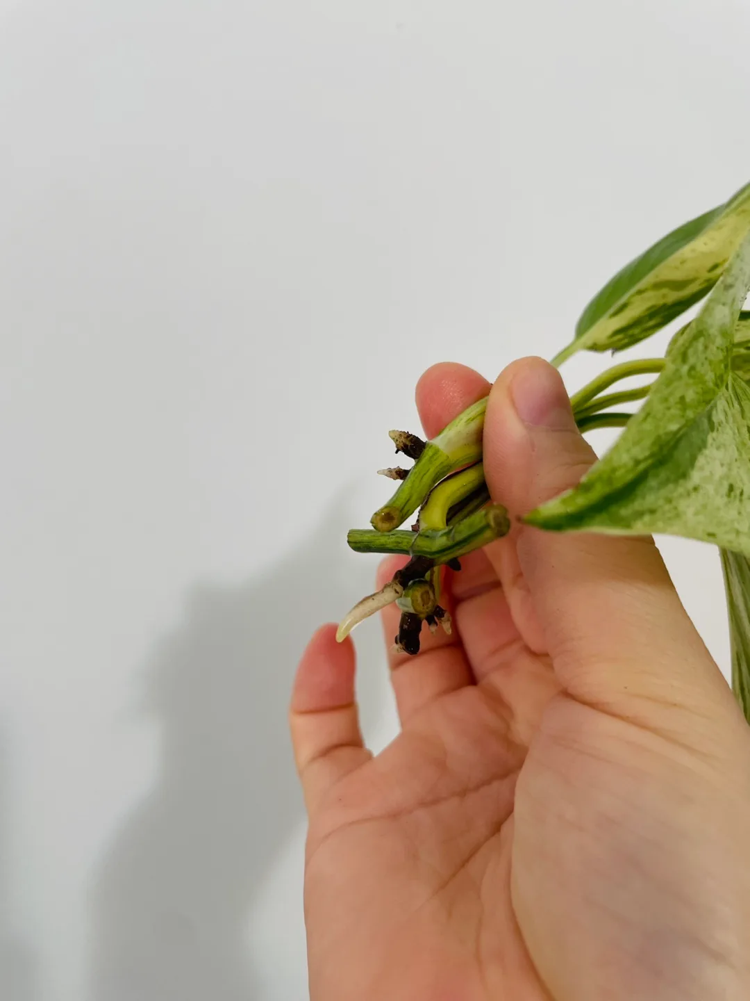 Marble Queen Pothos 💚 image indicator(2)
