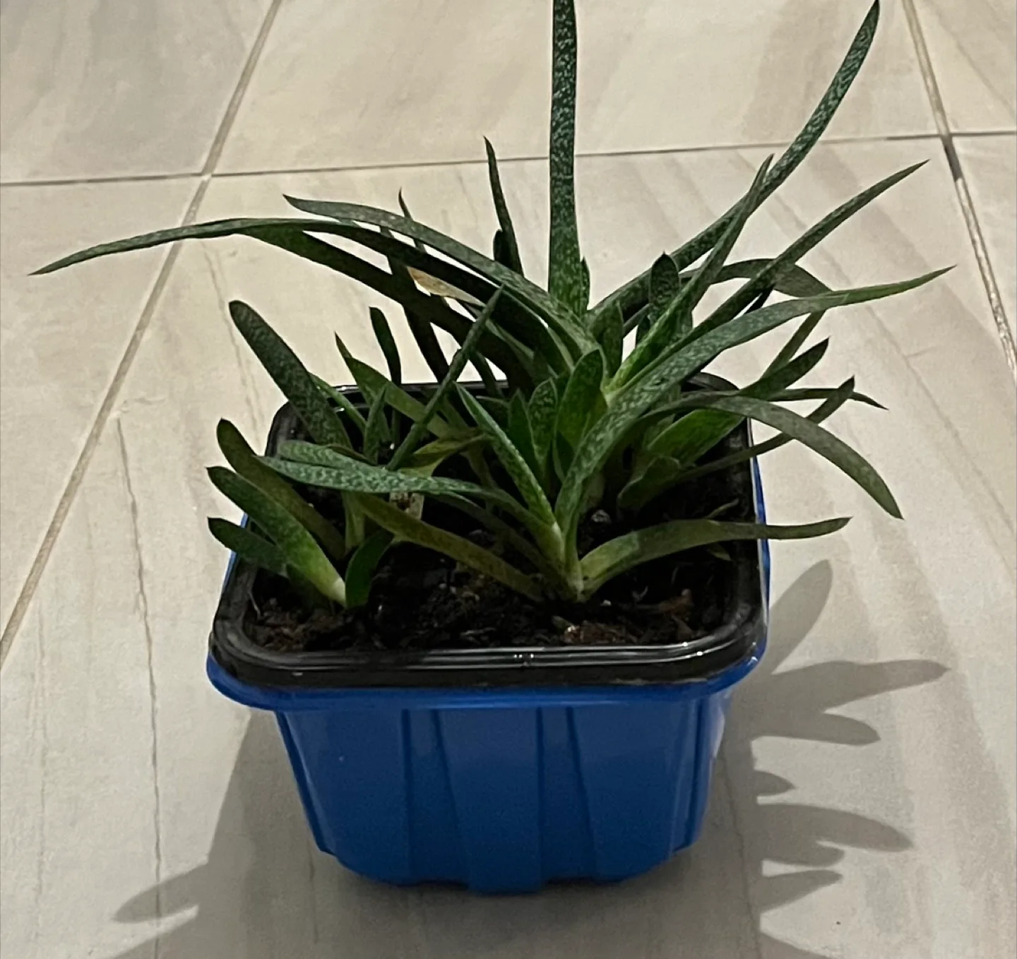 Haworthiopsis attenuata succulent plant image indicator(2)