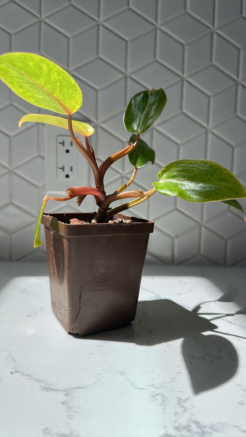 Philodendron Painted Lady - photo 2