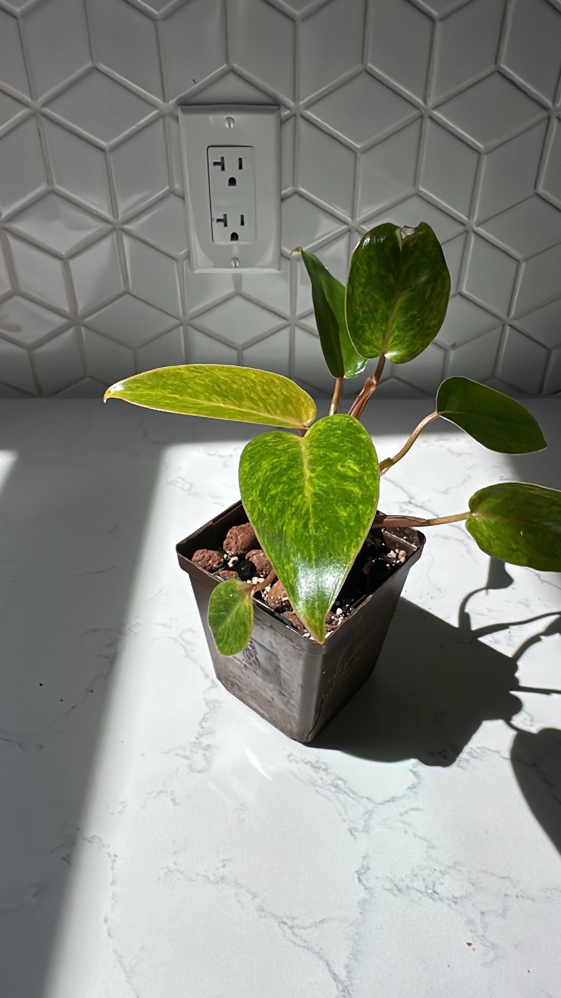 Philodendron Painted Lady