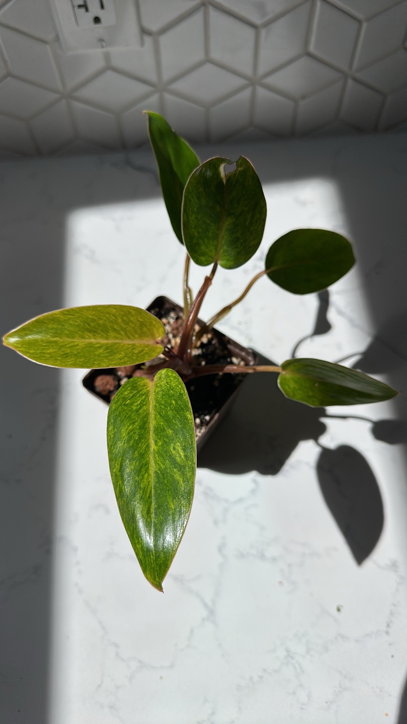 Philodendron Painted Lady - photo 3