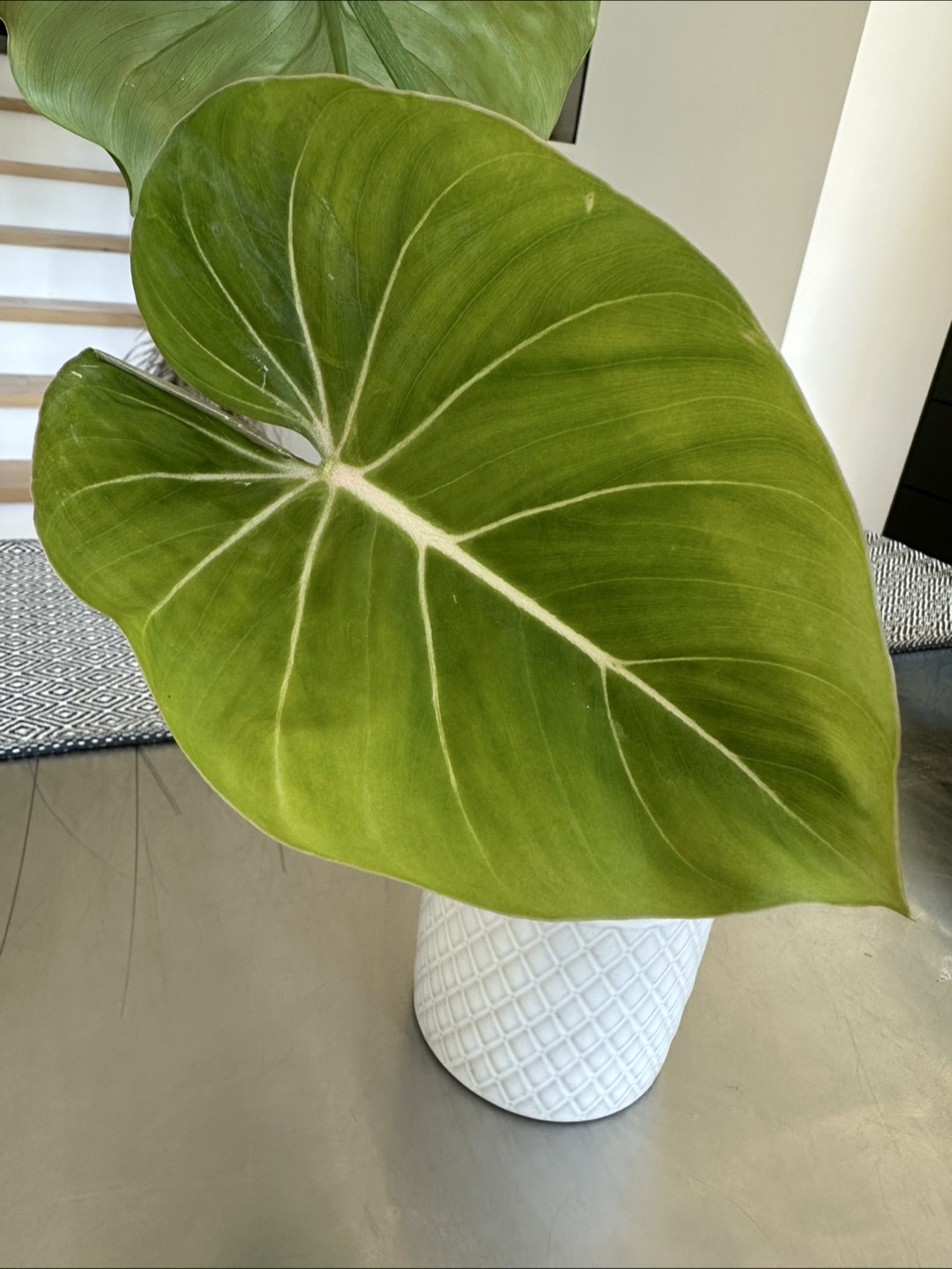 Philodendron Gloriosum