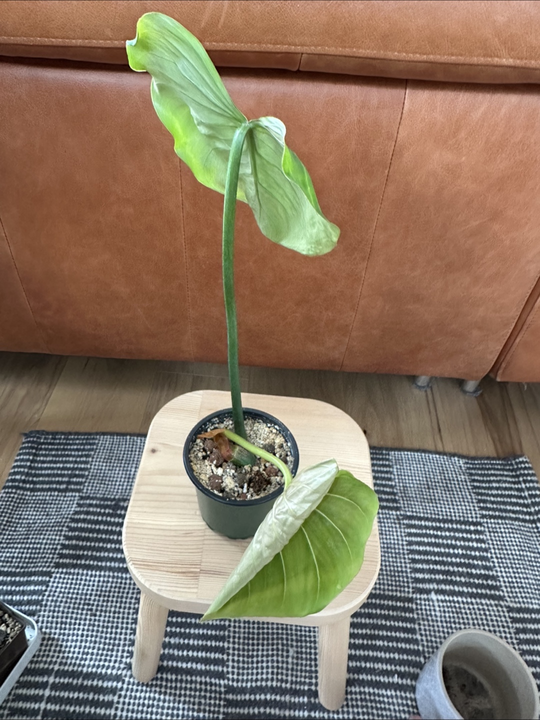Philodendron Gloriosum - photo 3