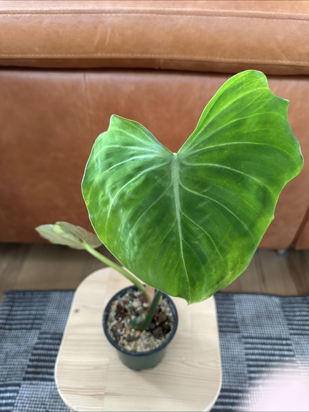 Philodendron Gloriosum - photo 2
