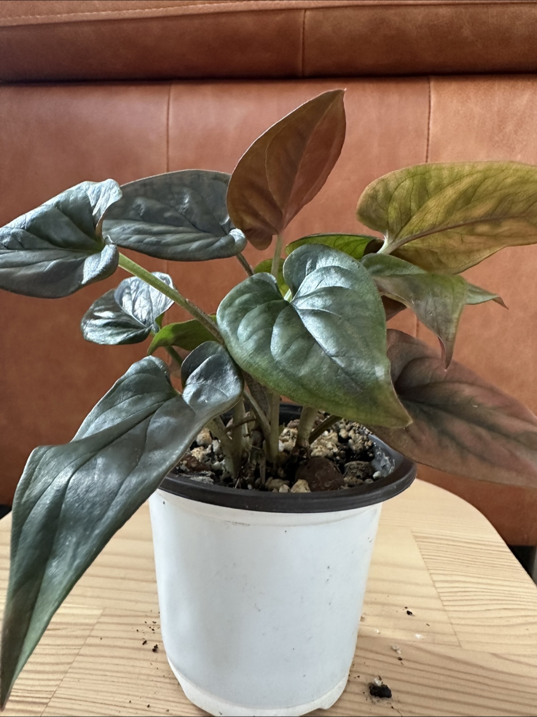 Syngonium Erythrophylum - photo 4