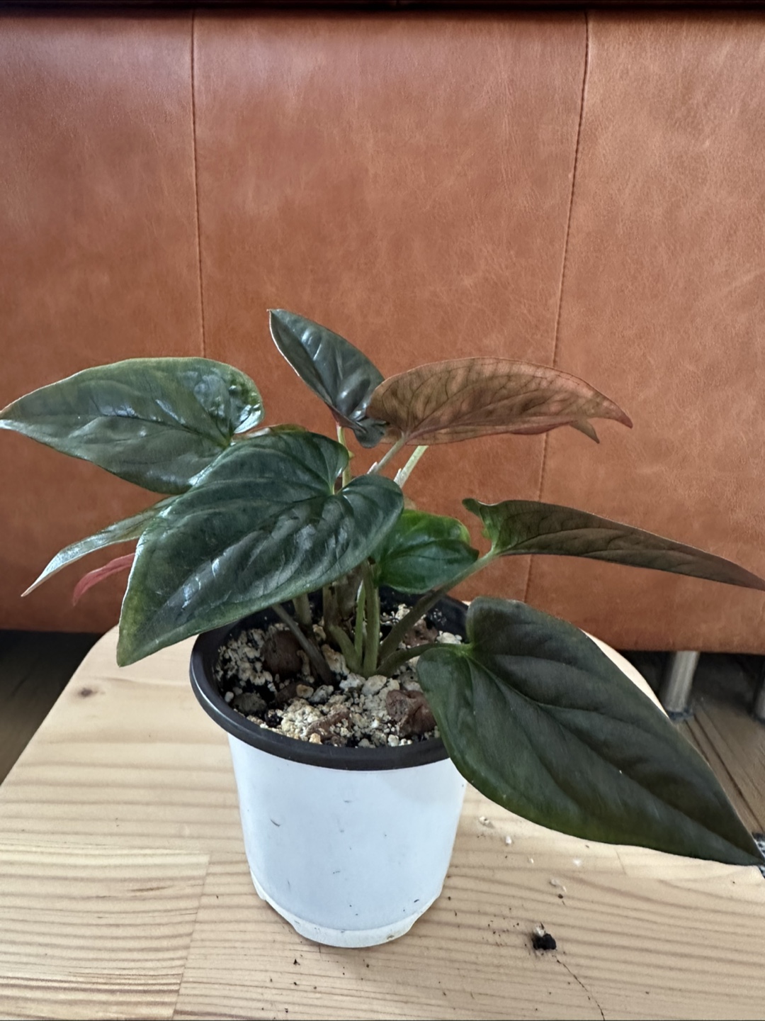 Syngonium Erythrophylum - photo 3