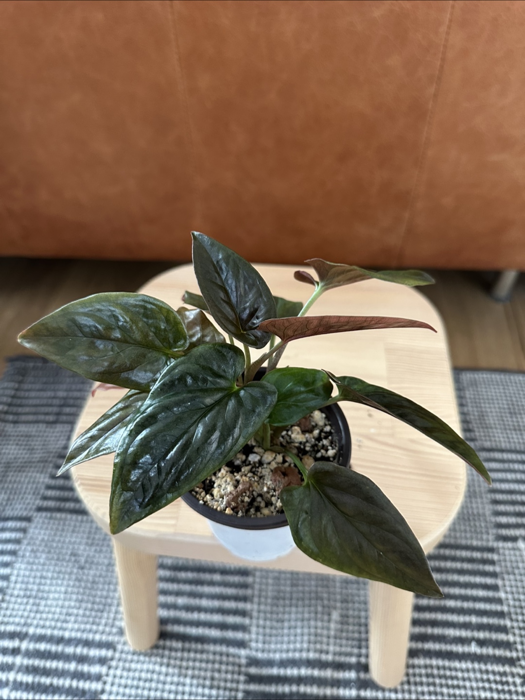 Syngonium Erythrophylum - photo 2