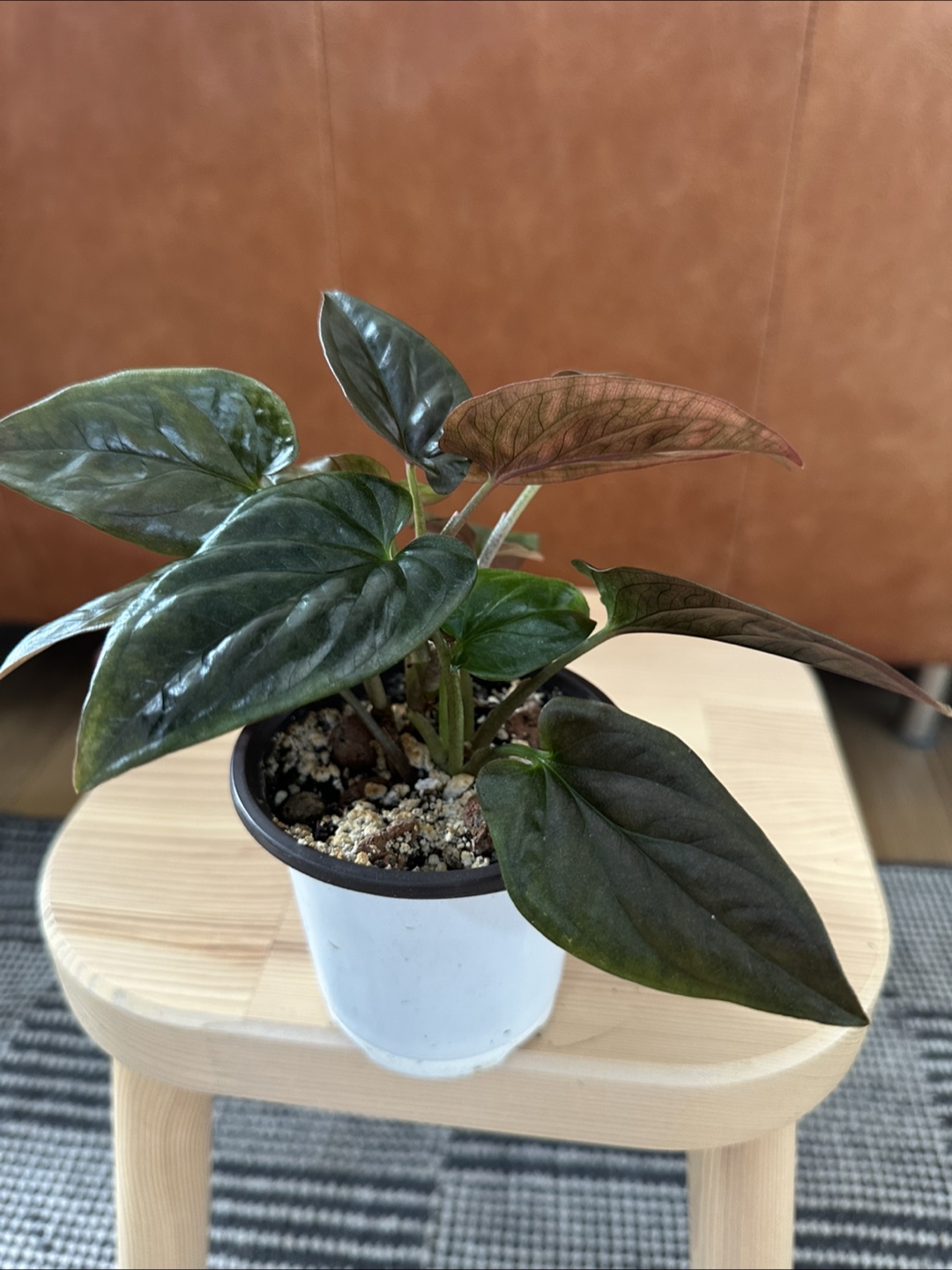 Syngonium Erythrophylum