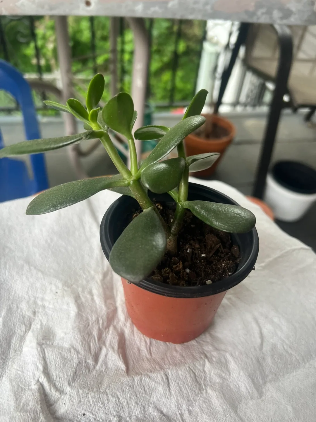 Jade Plant in Small Pot thumbnail