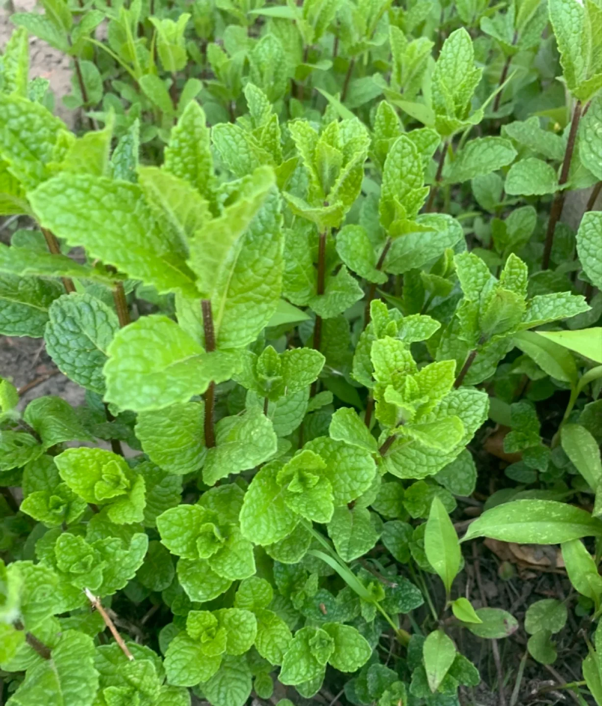 Fresh Mint Plants organic , 2 for $5 image indicator(2)