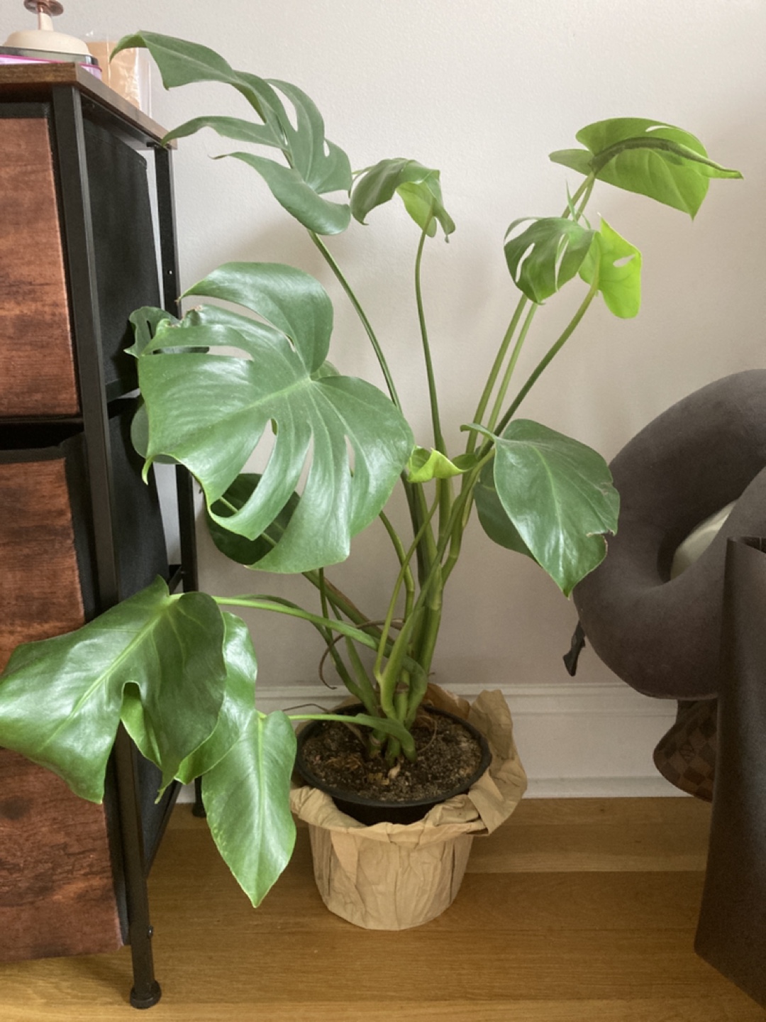 Monstera deliciosa plant