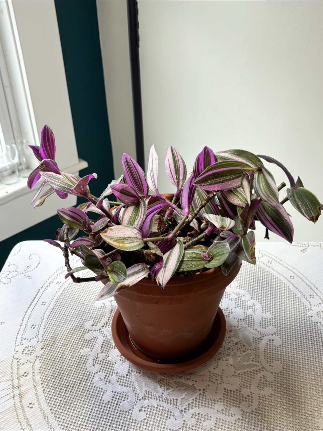 Tradescantia “HappyLee” Houseplant - photo 4
