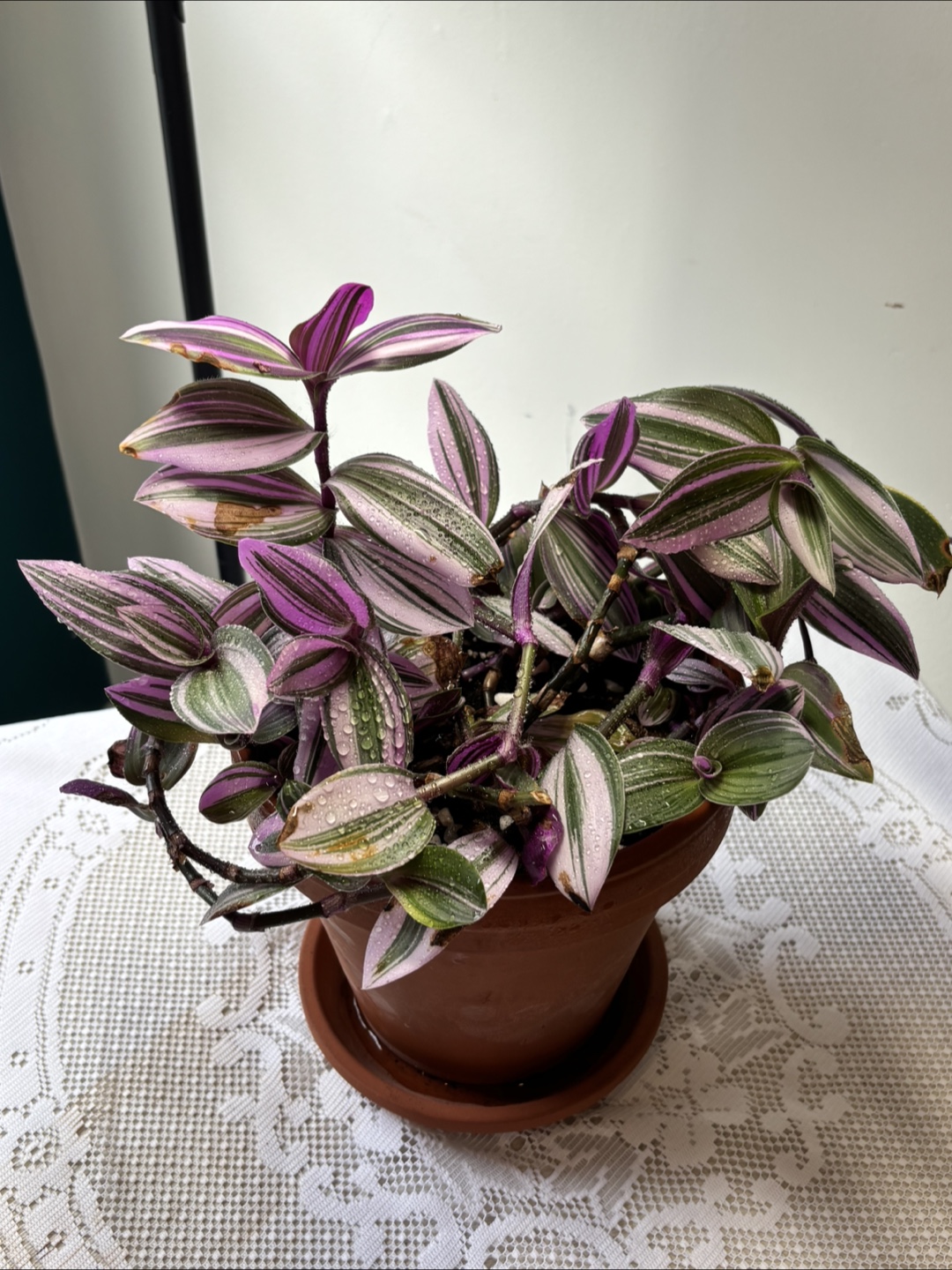 Tradescantia “HappyLee” Houseplant - photo 2
