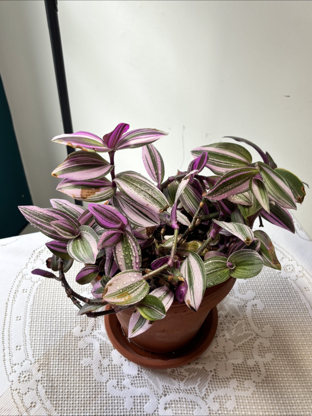 Tradescantia “HappyLee” Houseplant