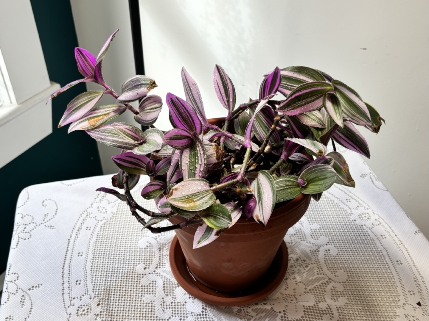 Tradescantia “HappyLee” Houseplant - photo 3