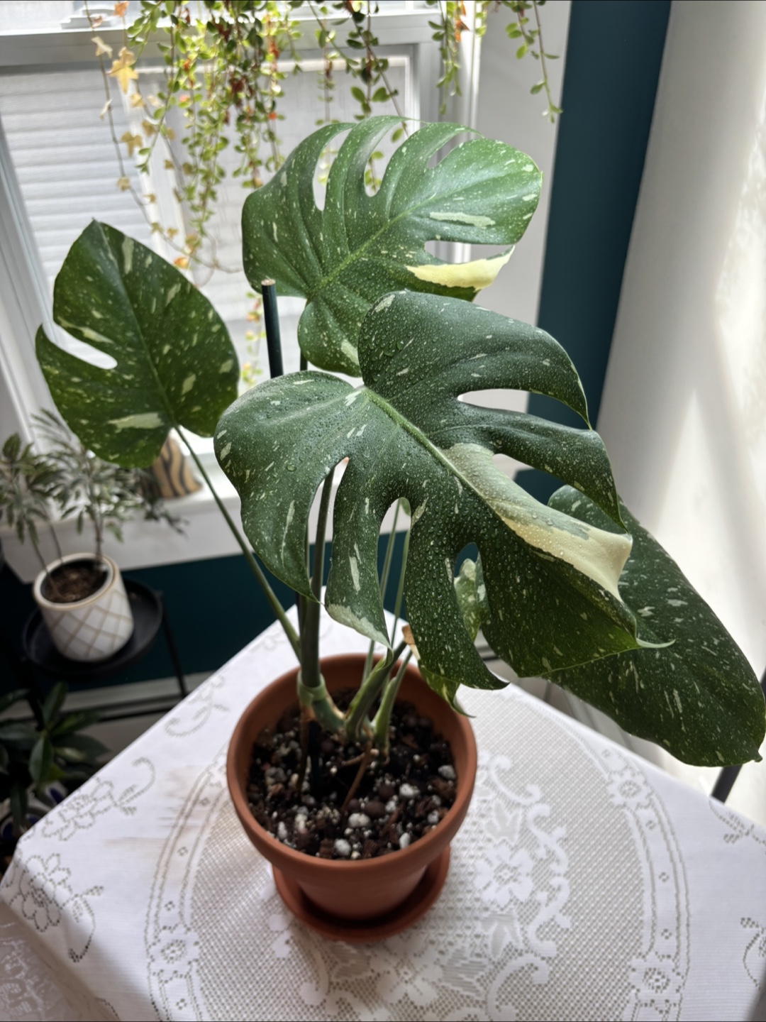 Monstera Variegate - photo 4
