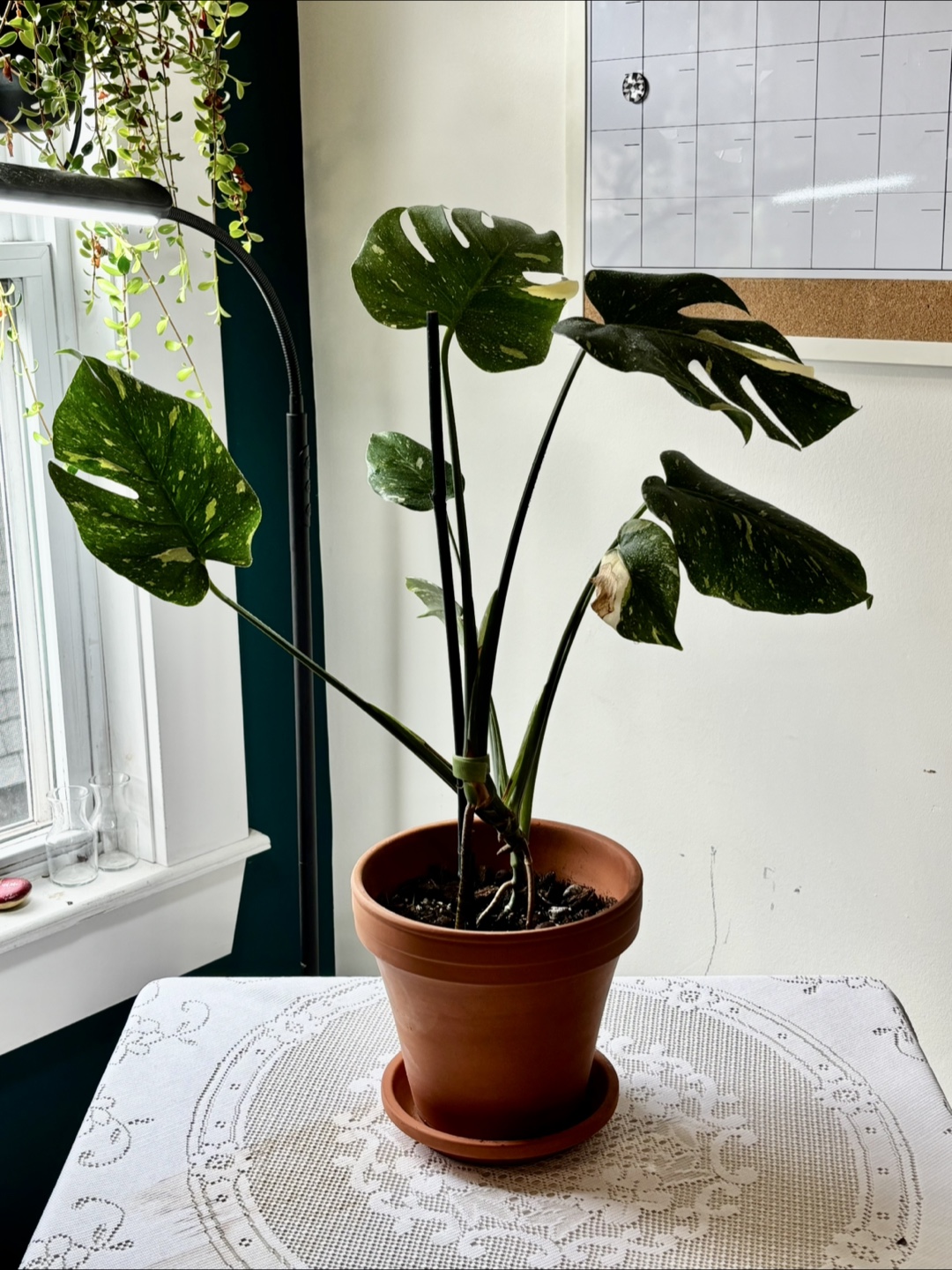 Monstera Variegate