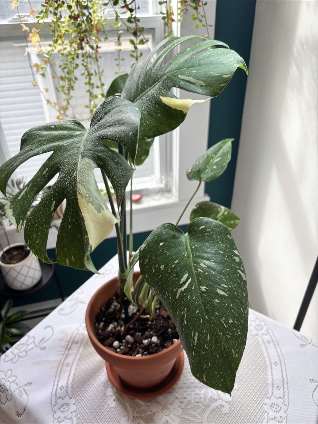 Monstera Variegate - photo 5