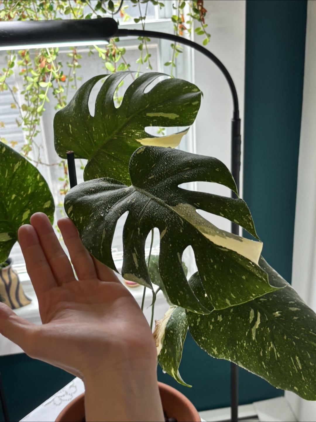 Monstera Variegate - photo 3