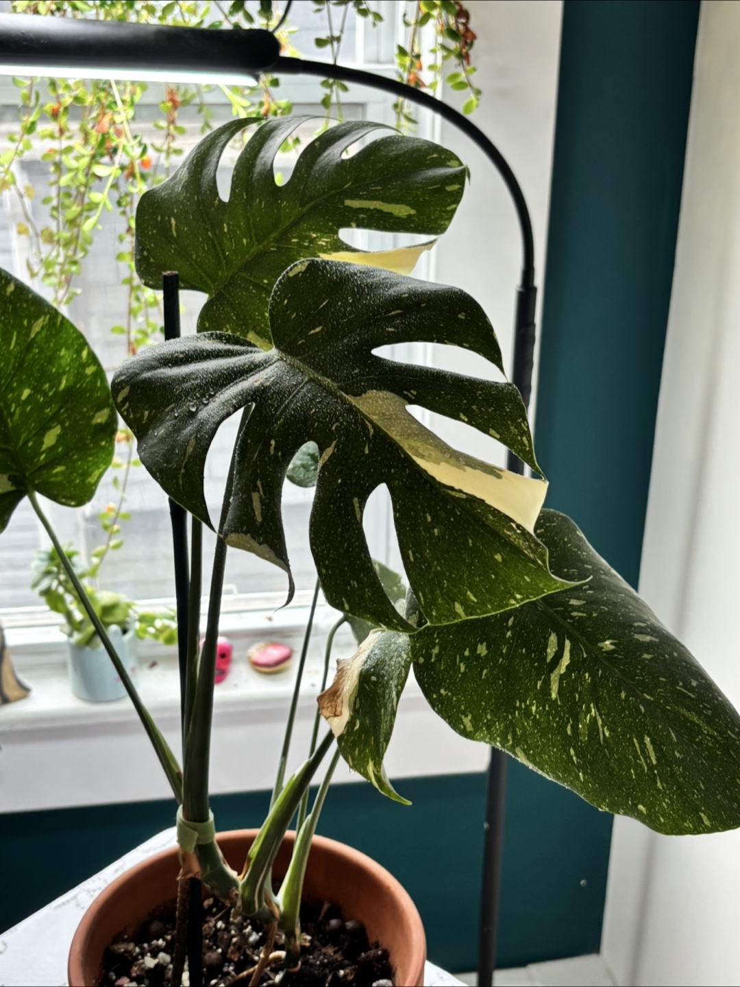 Monstera Variegate - photo 2