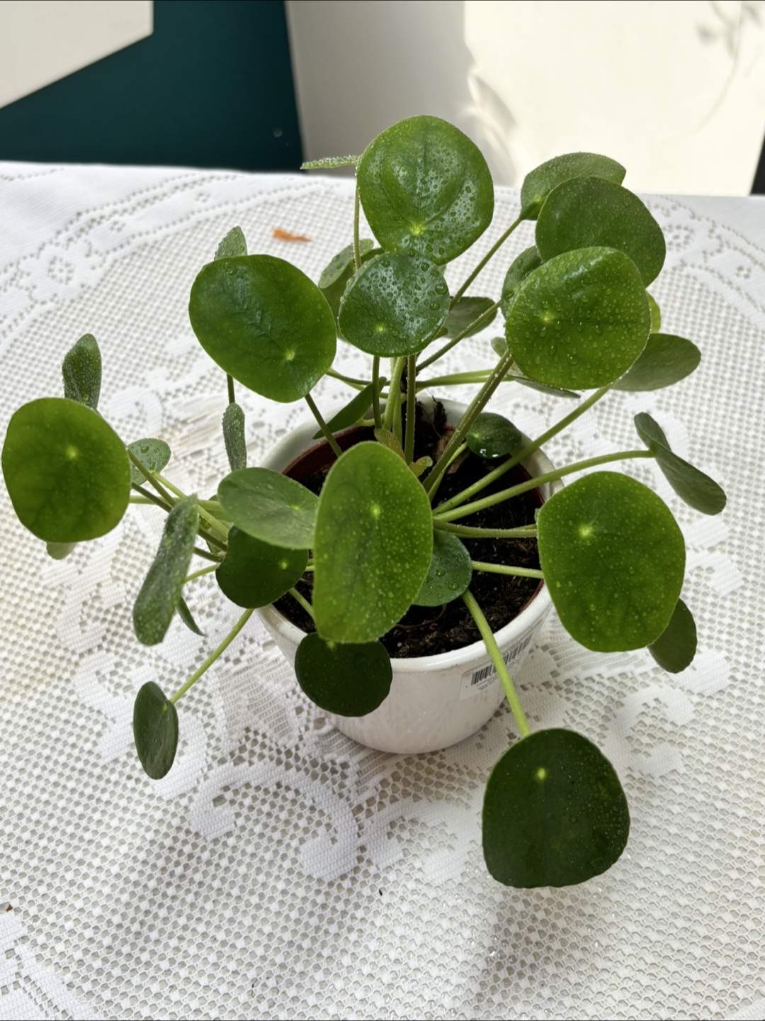 Healthy Chinese Money Plant