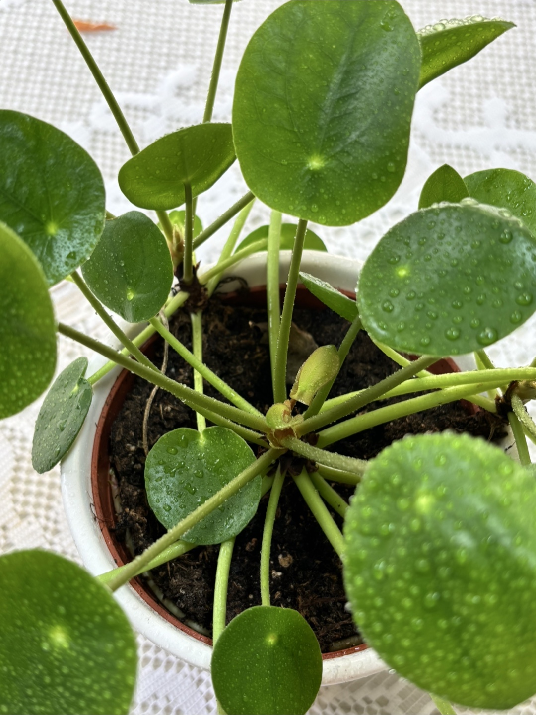 Healthy Chinese Money Plant - photo 3