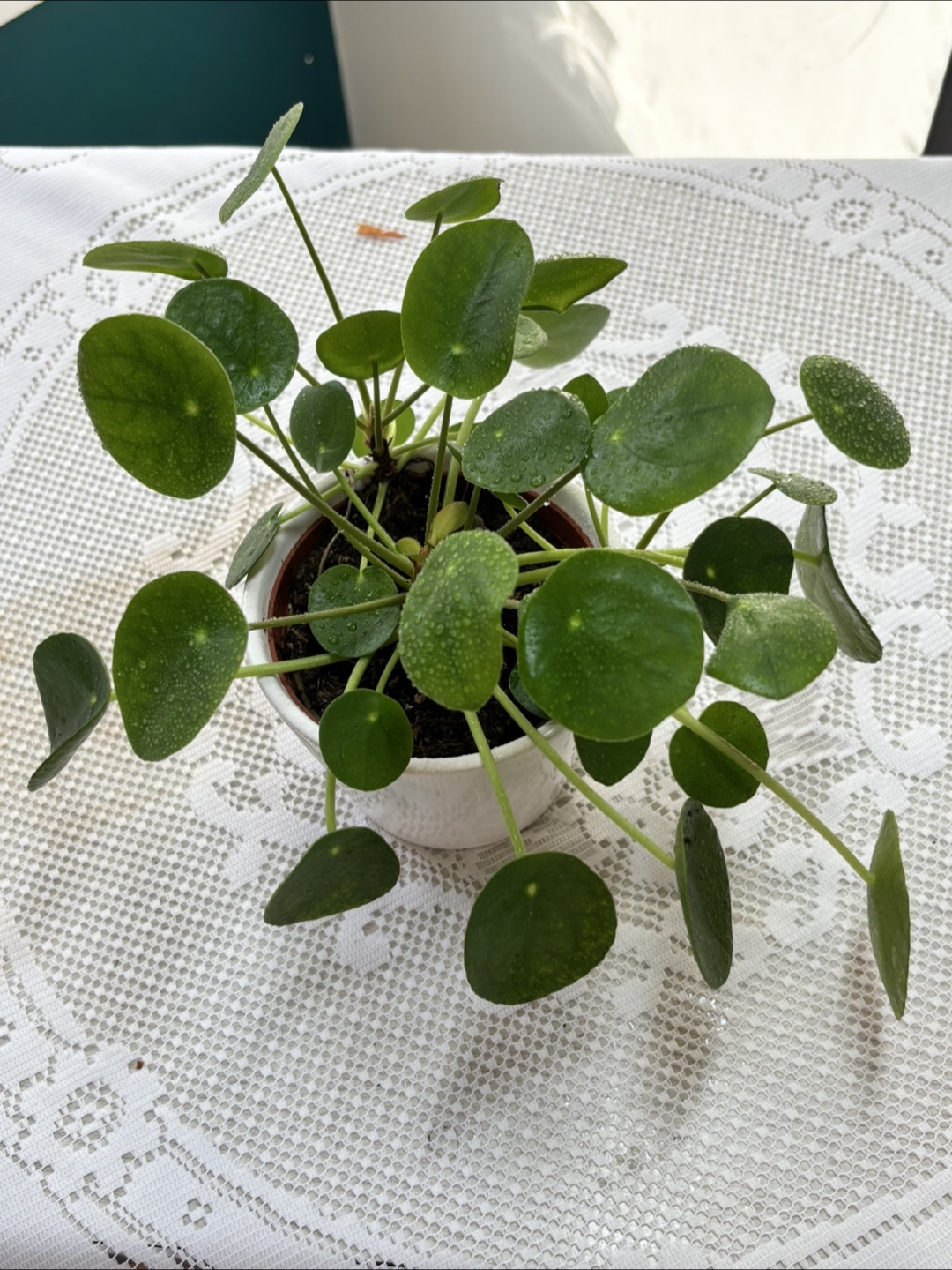 Healthy Chinese Money Plant - photo 2
