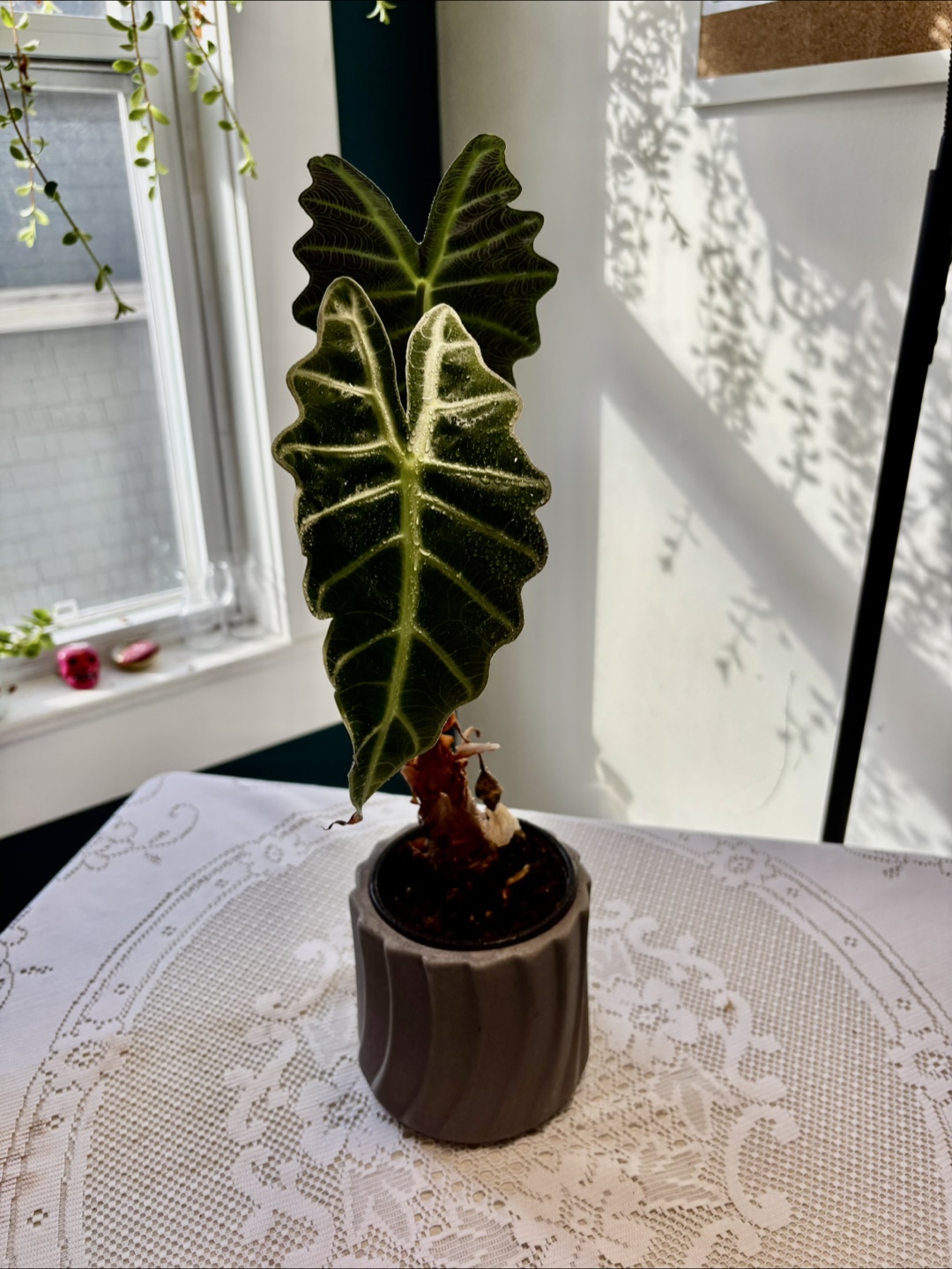 Alocasia Sanderiana plant - photo 2