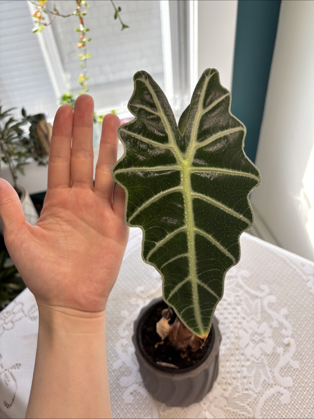 Alocasia Sanderiana plant - photo 4