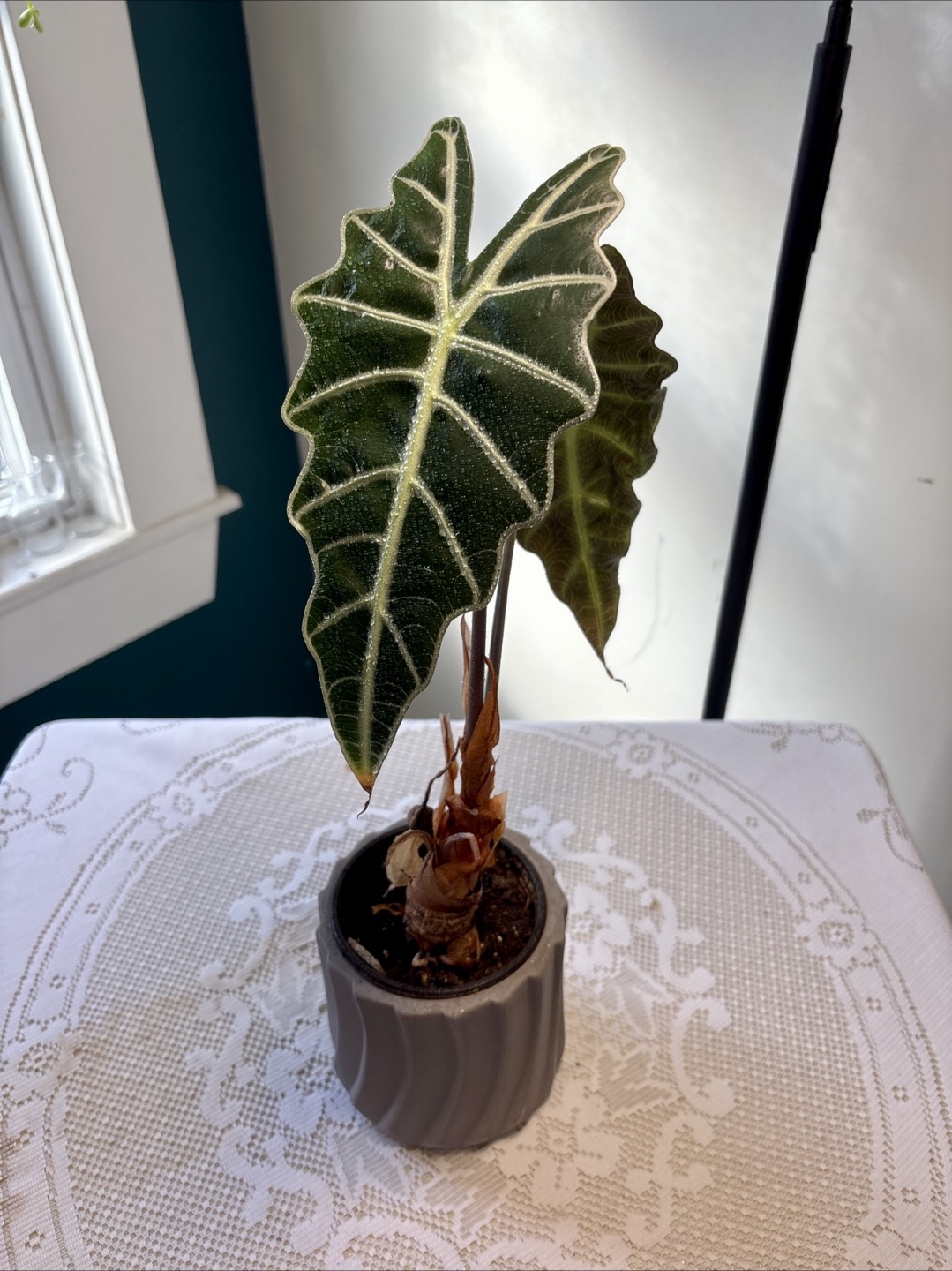 Alocasia Sanderiana plant