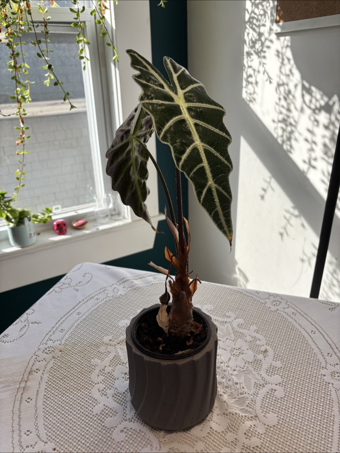 Alocasia Sanderiana plant - photo 5